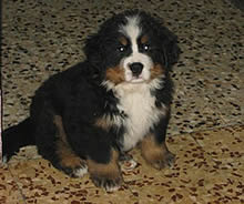 Figlio Bibo