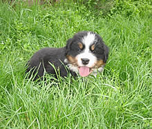 Figlio Bibo